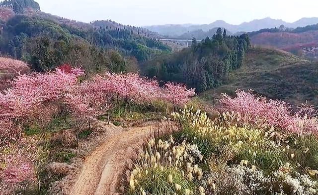 ����ӣ��-��÷���� 26��2��7�մ�Խ÷�ֻ��ȡ�������;��ӣ������÷������ͽ����֮��