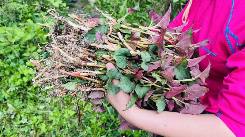 ��̤�����ͻ�����Ұ�� 26��3��14�մ�Խ��Խ��Ϫɽ�������۶���+������;��ɽҰ������ͽ����֮��