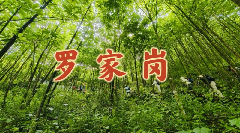 ����ڡ���롿26��09��19����봩Խ-����޼Ҹ�ɭ��С��-Ѱ��Ұ������ͽ����֮�ã�